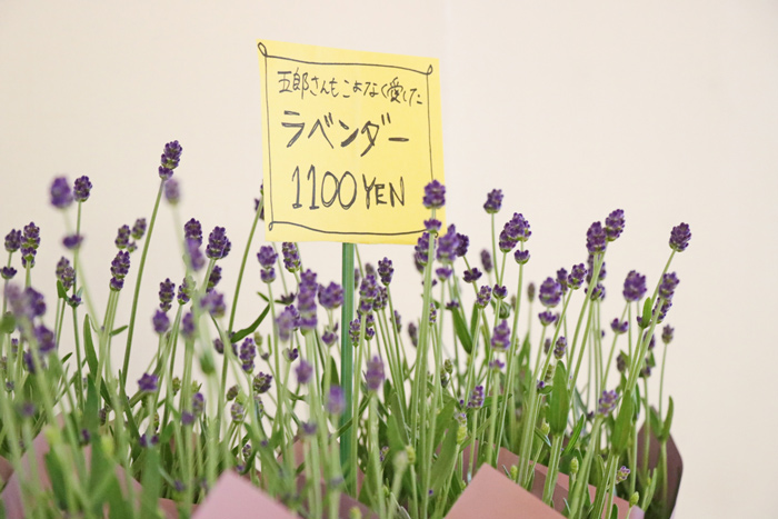 北海道産ラベンダーの鉢植え入荷 Furano Marche 北海道産ラベンダーの鉢植え入荷 Furano Marche
