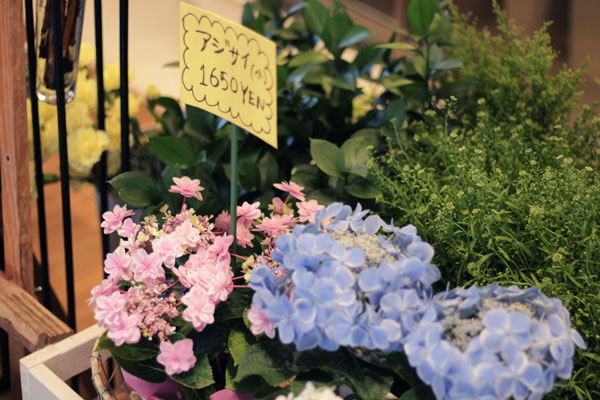あじさい入荷 Furano Marche