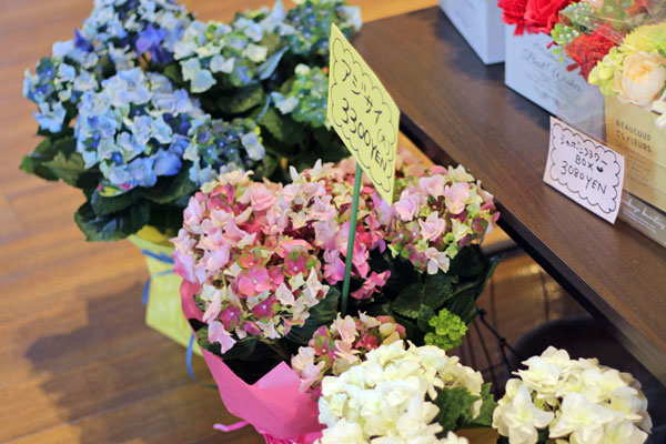 あじさい入荷 Furano Marche