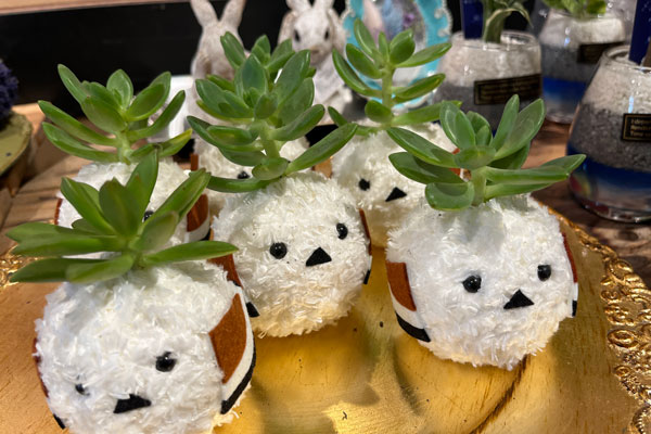 はなや日々色》かわいい☆シマエナガ多肉植物 | Furano Marche